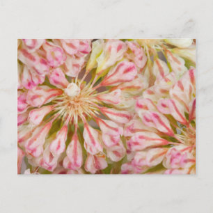 USA, Wyoming, Buckwheat wildflower close-up Postcard