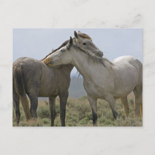 USA, Wyoming, Carbon County. Wild horses 2 Postcard