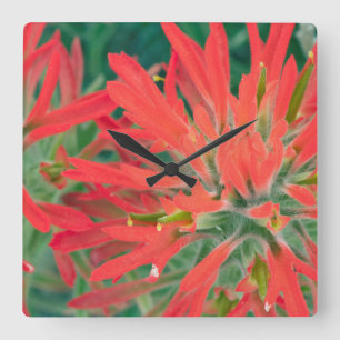USA, Wyoming, Close-up of Desert Paintbrush Square Wall Clock