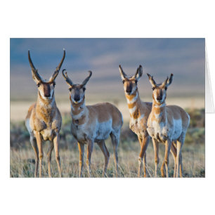 USA, Wyoming, Four Pronghorn antelope bucks