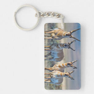 USA, Wyoming, Four Pronghorn antelope bucks Key Ring