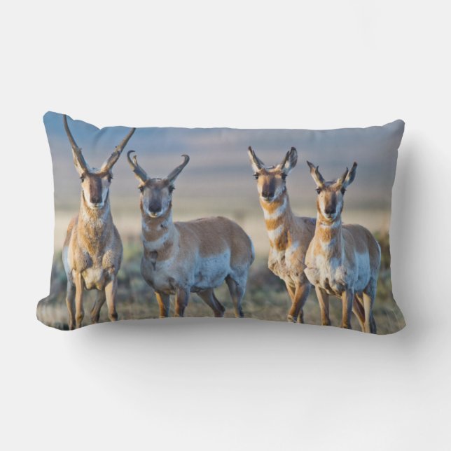 USA, Wyoming, Four Pronghorn antelope bucks Lumbar Cushion (Front)