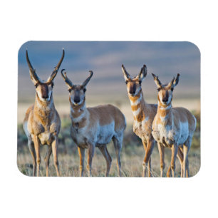 USA, Wyoming, Four Pronghorn antelope bucks Magnet