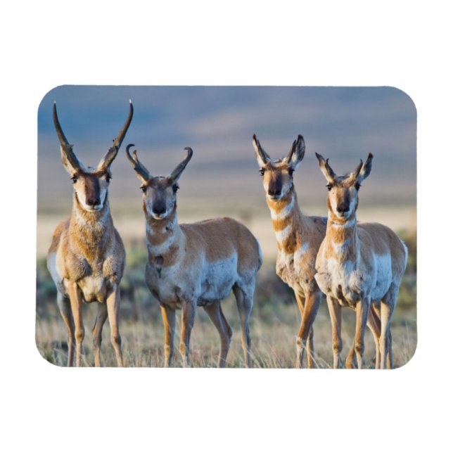 USA, Wyoming, Four Pronghorn antelope bucks Magnet (Horizontal)
