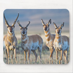 USA, Wyoming, Four Pronghorn antelope bucks Mouse Pad