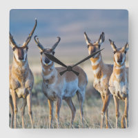 USA, Wyoming, Four Pronghorn antelope bucks