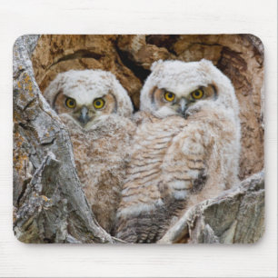 USA, Wyoming, Grand Teton National Park Mouse Pad