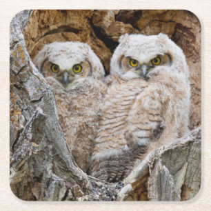 USA, Wyoming, Grand Teton National Park Square Paper Coaster