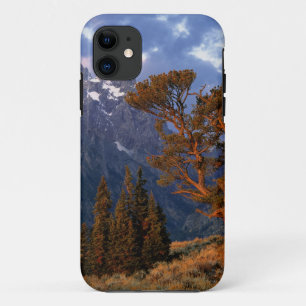 USA, Wyoming, Grand Teton NP. A lone cedar iPhone 11 Case