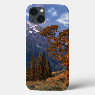 USA, Wyoming, Grand Teton NP. A lone cedar iPhone 13 Case