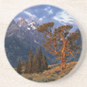 USA, Wyoming, Grand Teton NP. A lone cedar Coaster