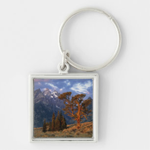 USA, Wyoming, Grand Teton NP. A lone cedar Key Ring
