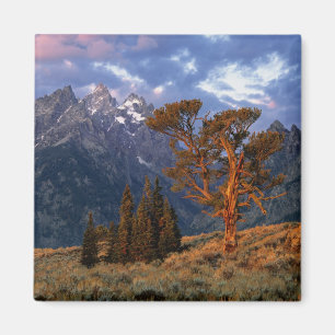 USA, Wyoming, Grand Teton NP. A lone cedar Magnet