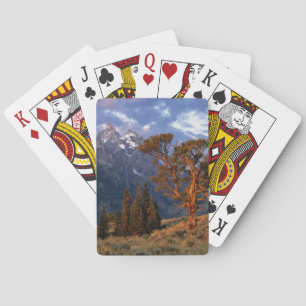 USA, Wyoming, Grand Teton NP. A lone cedar Playing Cards