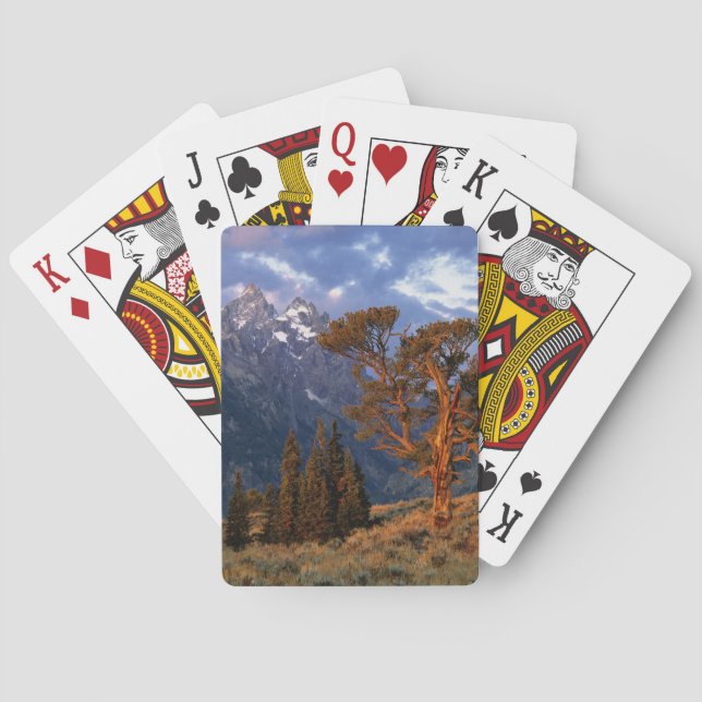 USA, Wyoming, Grand Teton NP. A lone cedar Playing Cards (Back)