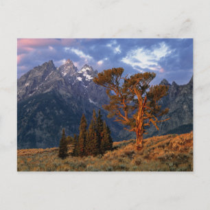 USA, Wyoming, Grand Teton NP. A lone cedar Postcard