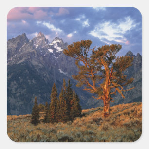 USA, Wyoming, Grand Teton NP. A lone cedar Square Sticker