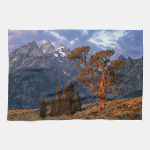 USA, Wyoming, Grand Teton NP. A lone cedar Tea Towel