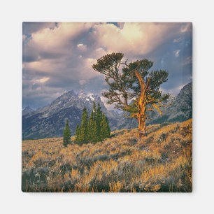 USA, Wyoming, Grand Teton NP. Sunrise greets a Magnet