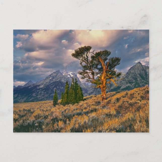 USA, Wyoming, Grand Teton NP. Sunrise greets a Postcard (Front)