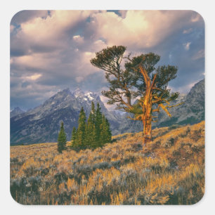 USA, Wyoming, Grand Teton NP. Sunrise greets a Square Sticker