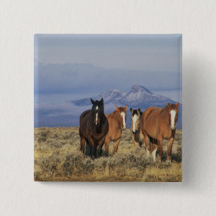 USA, Wyoming, near Cody Group of horses 15 Cm Square Badge