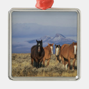 USA, Wyoming, near Cody Group of horses Metal Ornament