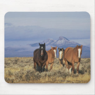 USA, Wyoming, near Cody Group of horses Mouse Pad