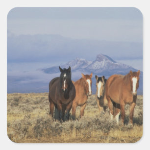 USA, Wyoming, near Cody Group of horses Square Sticker