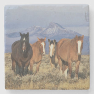 USA, Wyoming, near Cody Group of horses Stone Coaster