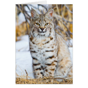 USA, Wyoming, Portrait of Bobcat