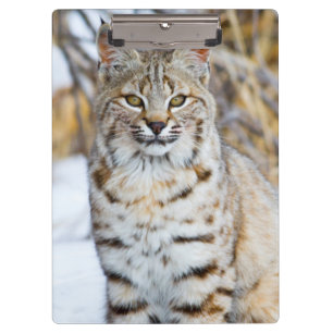 USA, Wyoming, Portrait of Bobcat Clipboard