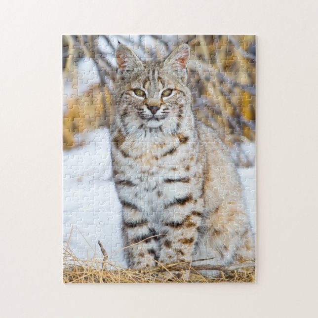 USA, Wyoming, Portrait of Bobcat Jigsaw Puzzle (Vertical)