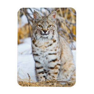 USA, Wyoming, Portrait of Bobcat Magnet
