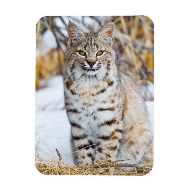 USA, Wyoming, Portrait of Bobcat Magnet (Vertical)