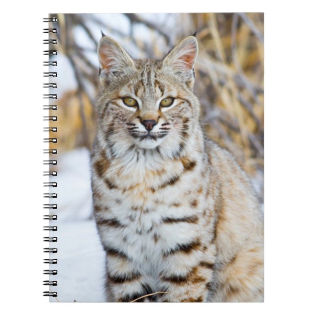 USA, Wyoming, Portrait of Bobcat Notebook (Front)