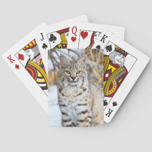 USA, Wyoming, Portrait of Bobcat Playing Cards