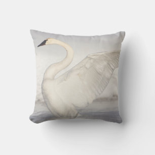 USA, Wyoming, Trumpeter Swan stretches wings Cushion
