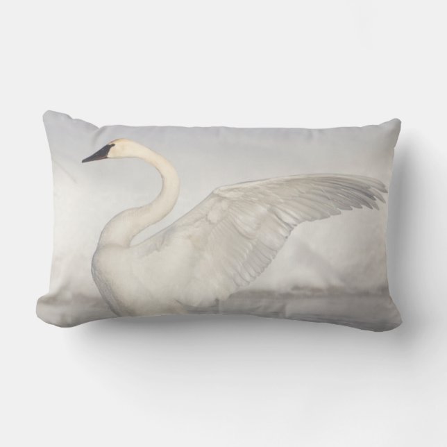USA, Wyoming, Trumpeter Swan stretches wings Lumbar Cushion (Front)