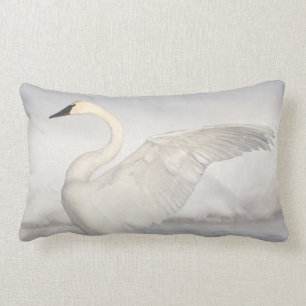 USA, Wyoming, Trumpeter Swan stretches wings Lumbar Cushion