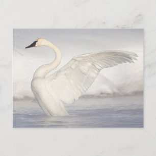 USA, Wyoming, Trumpeter Swan stretches wings Postcard