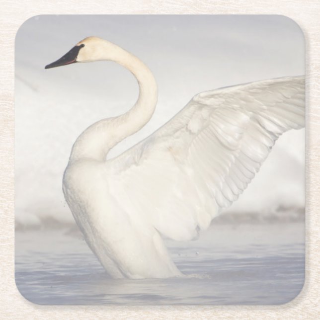 USA, Wyoming, Trumpeter Swan stretches wings Square Paper Coaster (Front)