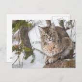USA, Wyoming, Yellowstone National Park, Bobcat 1 Postcard (Front/Back)