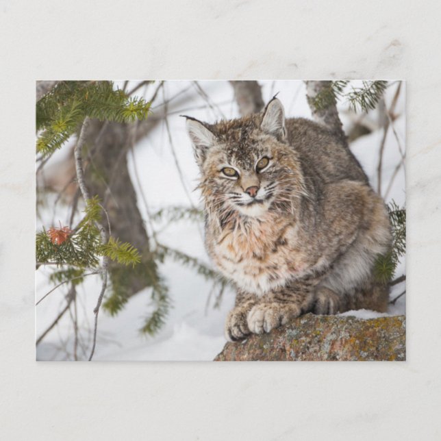 USA, Wyoming, Yellowstone National Park, Bobcat 1 Postcard (Front)