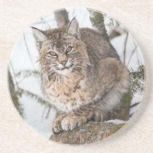 USA, Wyoming, Yellowstone National Park, Bobcat Coaster