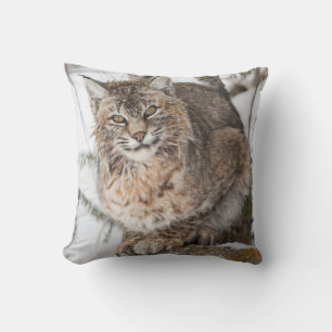 USA, Wyoming, Yellowstone National Park, Bobcat Cushion
