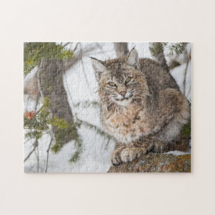 USA, Wyoming, Yellowstone National Park, Bobcat Jigsaw Puzzle