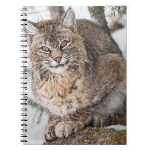 USA, Wyoming, Yellowstone National Park, Bobcat Notebook