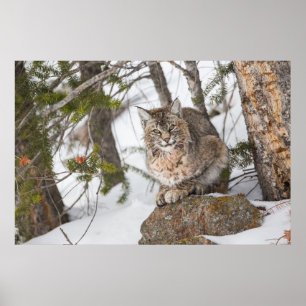 USA, Wyoming, Yellowstone National Park, Bobcat Poster