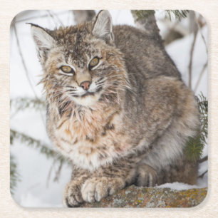 USA, Wyoming, Yellowstone National Park, Bobcat Square Paper Coaster
